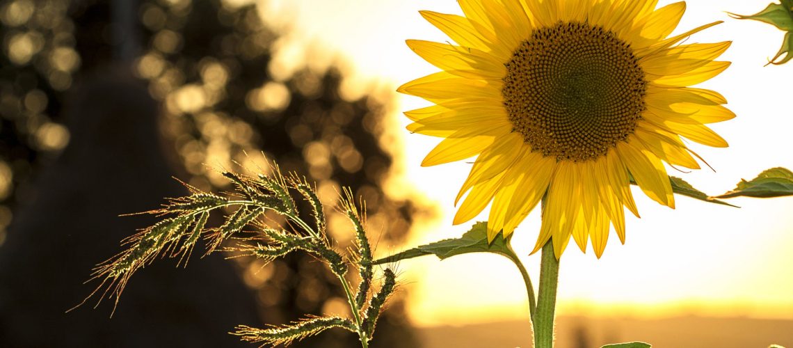 sunflower-sun-summer-yellow